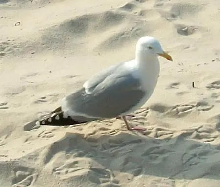 Haus-ornum-1-og-o-wohnung-13 Apartamento